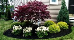 best-shrubs-for-front-yard-19_13 Най-добрите храсти за предния двор