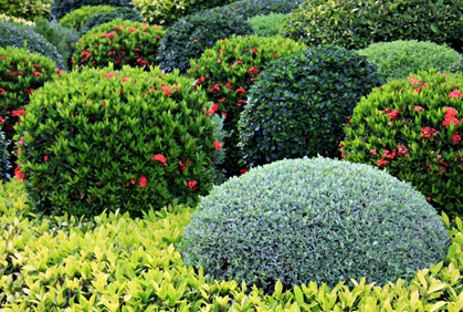 best-shrubs-for-front-yard-19_17 Най-добрите храсти за предния двор