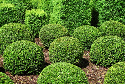 best-shrubs-for-front-yard-19_4 Най-добрите храсти за предния двор