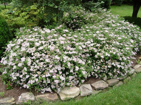 best-shrubs-for-front-yard-19_8 Най-добрите храсти за предния двор
