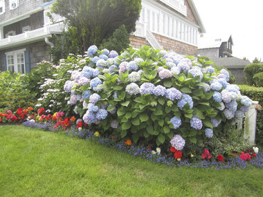 best-shrubs-for-front-yard-19_9 Най-добрите храсти за предния двор