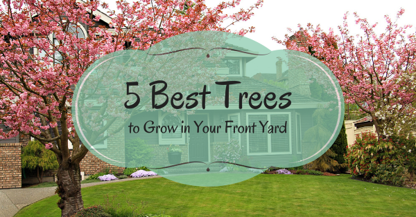 best-small-trees-for-landscaping-front-yard-44 Най-добрите малки дървета за озеленяване на предния двор
