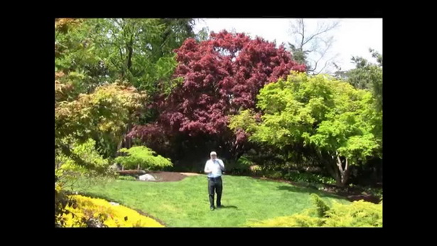 best-small-trees-for-landscaping-front-yard-44_15 Най-добрите малки дървета за озеленяване на предния двор