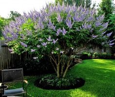 best-small-trees-for-landscaping-front-yard-44_3 Най-добрите малки дървета за озеленяване на предния двор