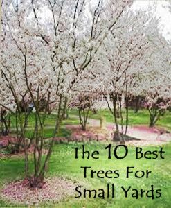 best-small-trees-for-landscaping-front-yard-44_4 Най-добрите малки дървета за озеленяване на предния двор
