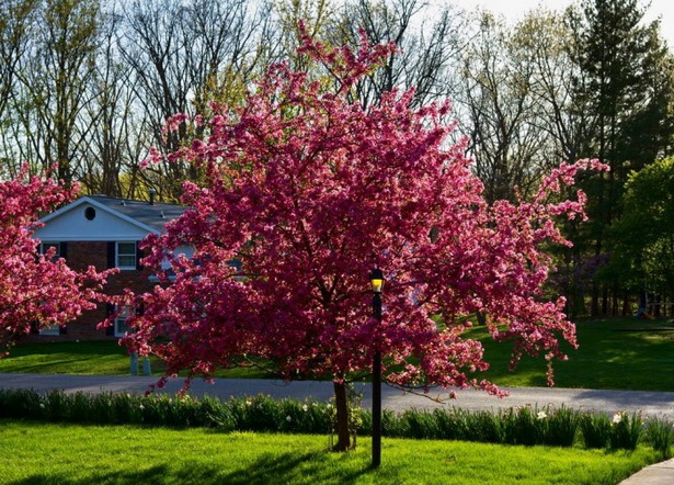 best-small-trees-for-landscaping-front-yard-44_5 Най-добрите малки дървета за озеленяване на предния двор
