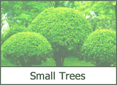 best-small-trees-for-landscaping-front-yard-44_7 Най-добрите малки дървета за озеленяване на предния двор