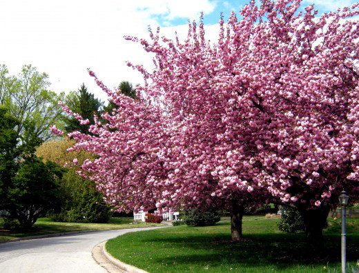 best-small-trees-for-landscaping-front-yard-44_9 Най-добрите малки дървета за озеленяване на предния двор