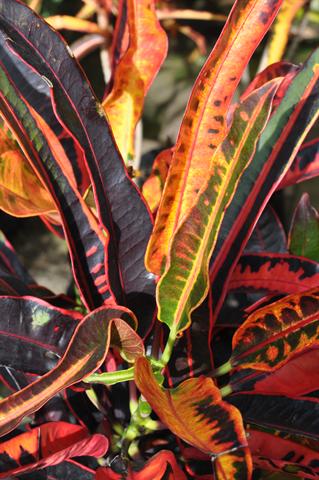 best-tropical-plants-16_10 Най-добрите тропически растения