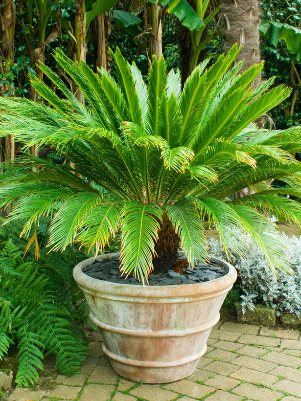 best-tropical-plants-16_3 Най-добрите тропически растения