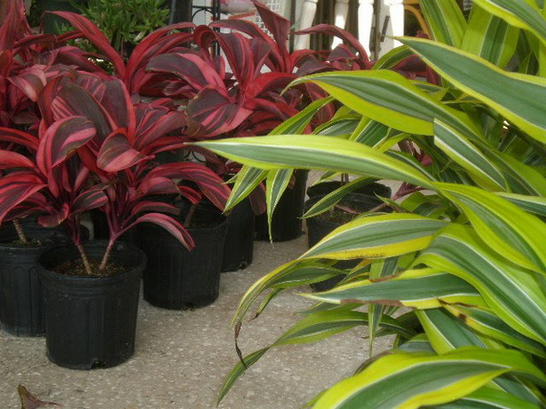 best-tropical-plants-16_9 Най-добрите тропически растения