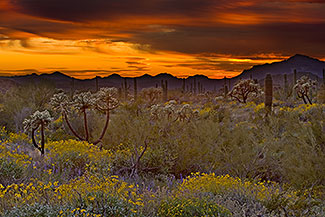 blooming-desert-landscaping-08_10 Цъфтящи пустинни озеленяване