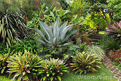bromeliad-garden-design-94_16 Бромелиада градински дизайн