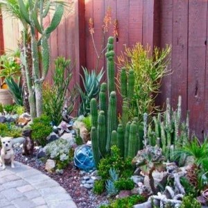 cactus-front-yard-landscaping-02_19 Кактус преден двор озеленяване