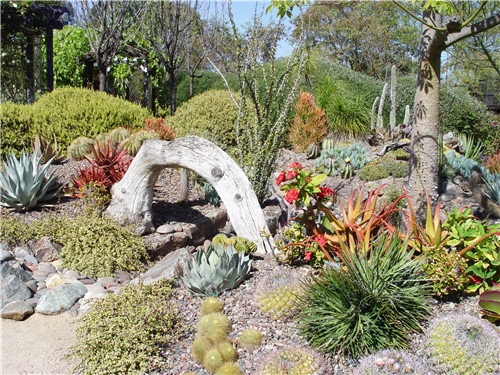 cactus-front-yard-landscaping-02_9 Кактус преден двор озеленяване