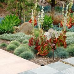 cactus-garden-ideas-landscape-63 Кактус градина идеи пейзаж