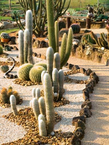 cactus-garden-ideas-landscape-63_5 Кактус градина идеи пейзаж