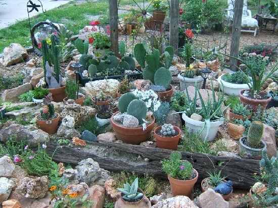 cactus-garden-ideas-landscape-63_6 Кактус градина идеи пейзаж