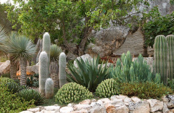 cactus-garden-ideas-landscape-63_7 Кактус градина идеи пейзаж