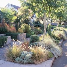 california-front-yard-landscaping-ideas-68_12 Калифорния фронт двор озеленяване идеи