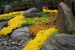 colored-rocks-for-garden-36_15 Цветни камъни за градината