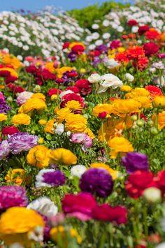 common-english-garden-flowers-01_10 Общи английски градински цветя