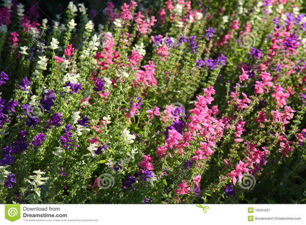 common-english-garden-flowers-01_16 Общи английски градински цветя