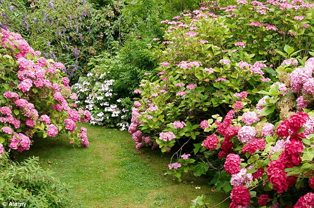 common-english-garden-flowers-01_17 Общи английски градински цветя