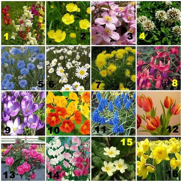 common-english-garden-flowers-01_2 Общи английски градински цветя