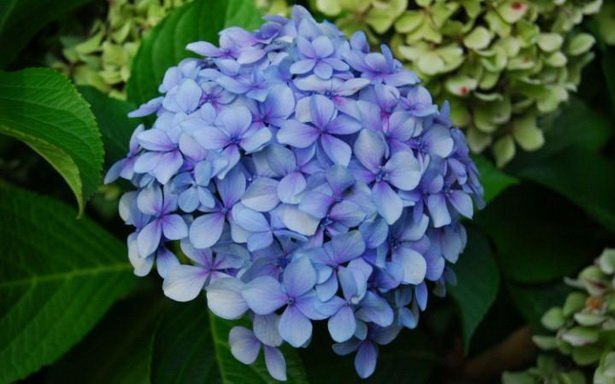 common-english-garden-flowers-01_3 Общи английски градински цветя