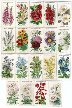 common-english-garden-flowers-01_4 Общи английски градински цветя