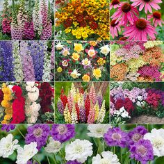 common-english-garden-flowers-01_8 Общи английски градински цветя