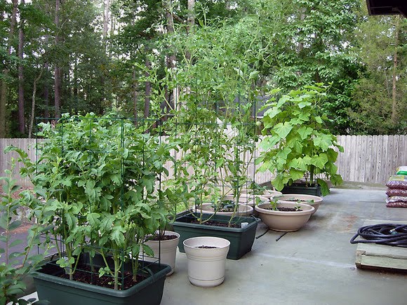 container-garden-ideas-vegetables-43_10 Контейнер градински идеи зеленчуци