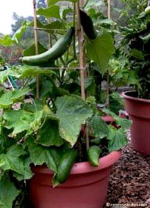 container-garden-ideas-vegetables-43_14 Контейнер градински идеи зеленчуци