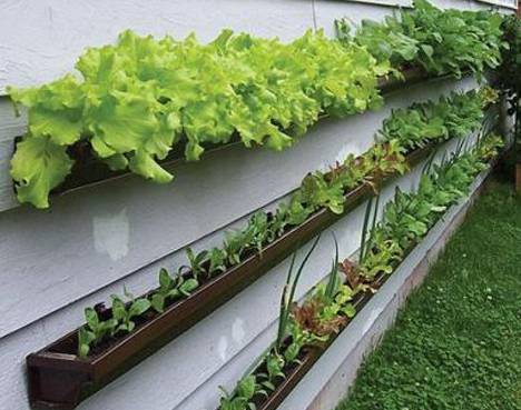 container-vegetable-gardening-ideas-83_12 Контейнер зеленчуци градинарство идеи