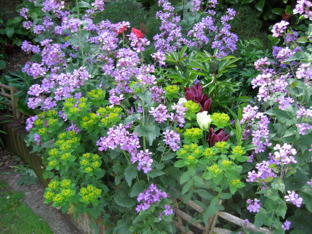 cottage-flower-beds-28_15 Вила цветни лехи