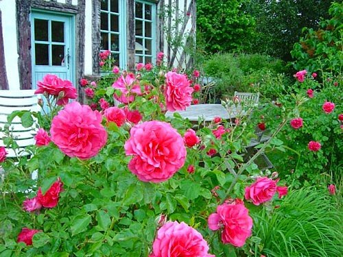 cottage-flower-garden-74_8 Вила цветна градина