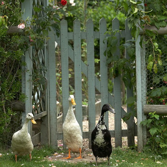 cottage-garden-fence-ideas-58_19 Вила градина ограда идеи
