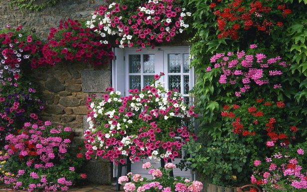 cottage-garden-florist-21_6 Вила градина цветар