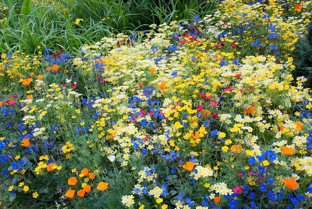 cottage-garden-flowers-04_14 Вила градински цветя