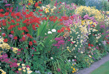 cottage-garden-perennials-90_9 Вила градина трайни насаждения
