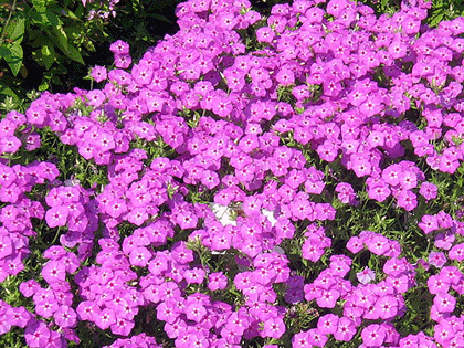 cottage-garden-pinks-21 Вила Градина розово