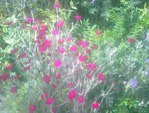 cottage-garden-pinks-21_10 Вила Градина розово