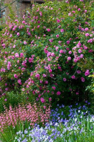 cottage-garden-pinks-21_13 Вила Градина розово