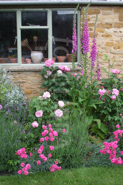 cottage-garden-pinks-21_2 Вила Градина розово