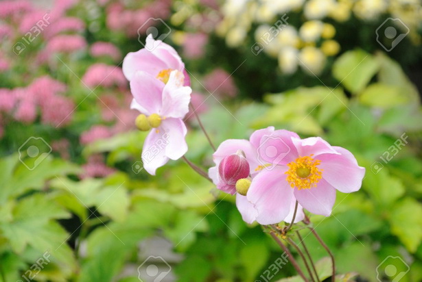 cottage-garden-pinks-21_6 Вила Градина розово