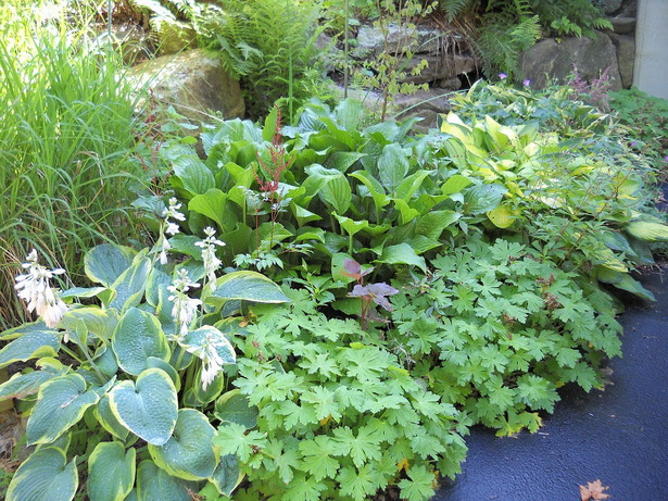 cottage-garden-plants-for-shade-51_10 Вила градински растения за сянка