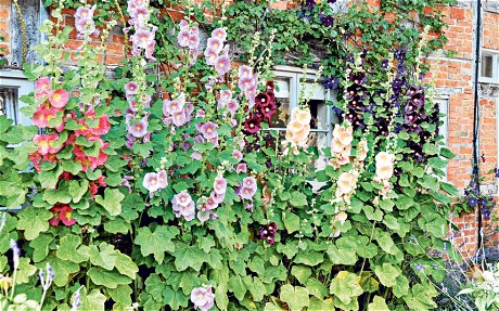 cottage-garden-plants-for-shade-51_11 Вила градински растения за сянка
