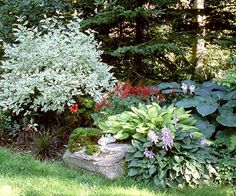 cottage-garden-plants-for-shade-51_13 Вила градински растения за сянка
