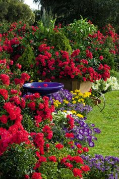 cottage-garden-roses-00_10 Вила градински рози